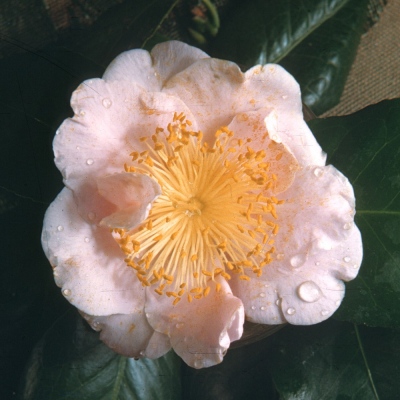 Pinkl Poppy